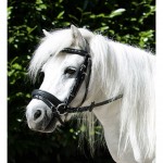 Κεφαλαριά Shetland Pony "Mini Shetty"