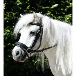 Κεφαλαριά Shetland Pony "Mini Shetty" Κεφαλαριά Shetland Pony "Mini Shetty"