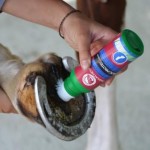 Καθαρισμός & Προστασία χελιδόνας  Paskacheval 